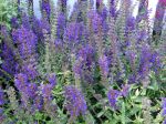 Sauge des près, Sauge commune, Salvia pratensis Sauge des près, Sauge commune, Salvia pratensis