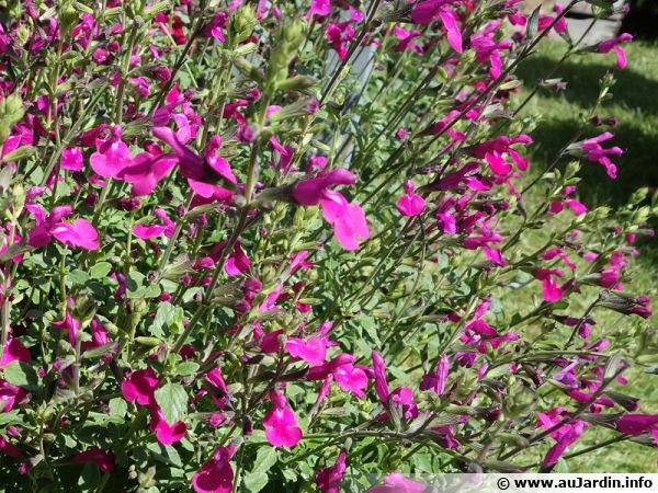 Sauge à feuilles de serpolet, Sauge de Graham violette, Salvia  serpyllifolia : planter, cultiver, multiplier