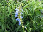 Sauge des marais, Sauge uligineuse, Salvia uliginosa Sauge des marais, Sauge uligineuse, Salvia uliginosa