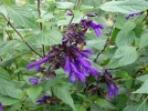Sauge Amistad, Salvia x 'Amistad'  
