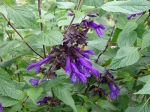 Sauge Amistad, Salvia x 'Amistad'  