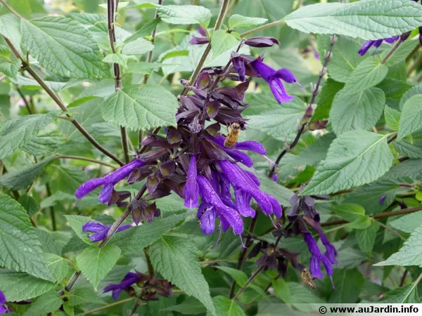 Sauge Amistad, Salvia x 'Amistad'