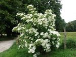 Sureau noir, Sambucus nigra