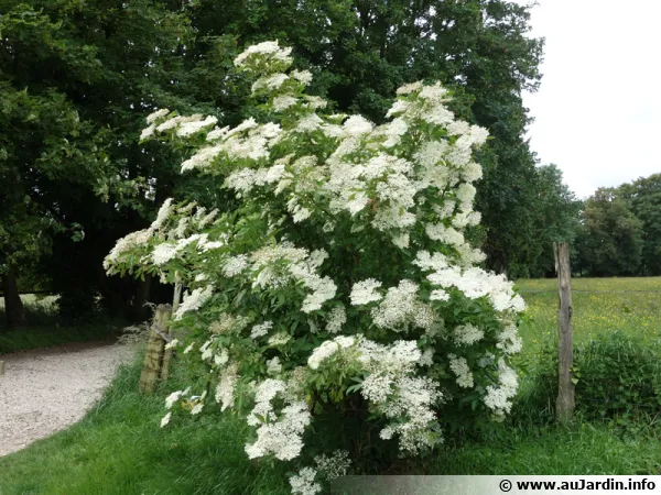 Le sureau noir en floraison