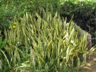 Langue de belle-mre, Sansevire, Sansevieria