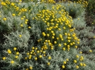 Santoline petit-cyprs, Santolina chamaecyparissus