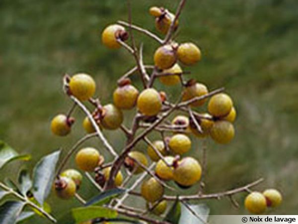 5 Graines D'Arbre à Savon, Sapindus Morossi SoapBerry Tree
