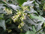 Sarcocoque � feuilles de ruscus, Sarcococca ruscifolia