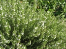 Sarriette commune, Satureja hortensis
