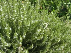 Sarriette commune, Satureja hortensis