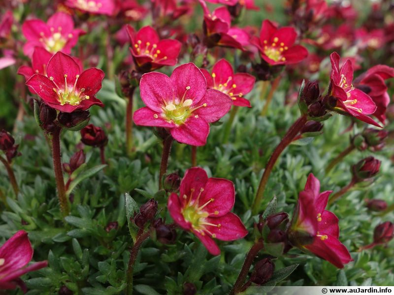 Saxifrage d'Arends, Saxifrage mousse, Saxifraga arendsii planter