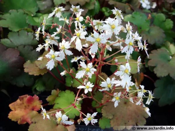 Saxifraga fortunei 'Hakucho No Mai'