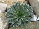 Saxifrage des Pyrnes, Saxifraga longifolia