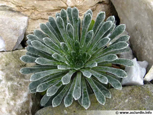 Saxifrage des Pyrnes, Saxifraga longifolia