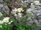 Saxifraga paniculata, Saxifrage panicul�, saxifrage aizoon, saxifrage en panicules