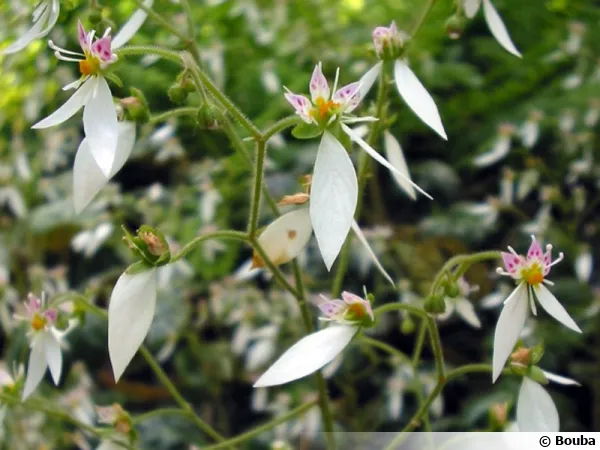 Barbe de vieillard, Saxigrage araignée, Saxifraga stolonifera, Saxifraga sarmentosa