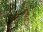 Faux-poivrier odorant, Poivrier de Californie, Poivrier du Prou, Schinus molle