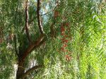 Faux-poivrier odorant, Schinus molle Faux-poivrier odorant, Schinus molle