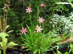 Gla�eul �carlate, Lis des Cafres, Schizostylis coccinea