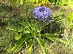 Scille du P�rou, Scilla peruviana