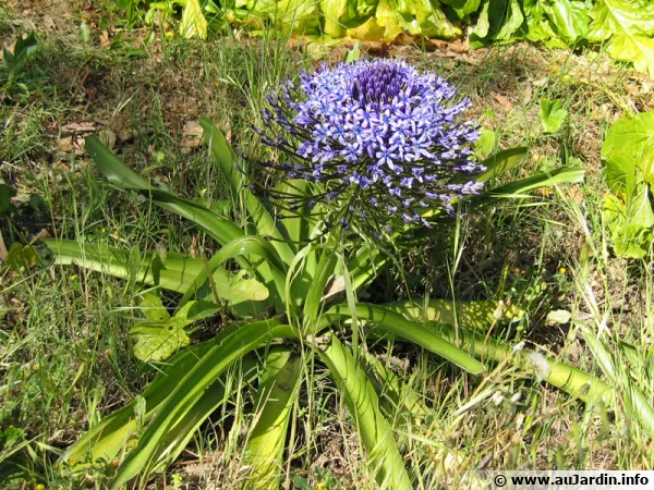 Scille du Pérou, Scilla peruviana
