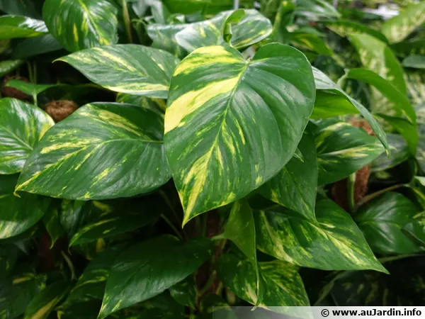 Le lierre du diable au bouturage facile