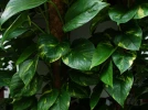 Lierre du diable, Pothos, Scindapsus dor�, Scindapsus aureus