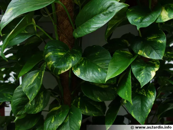 Lierre du diable, pothos