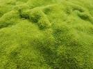 Sclranthe, Scleranthus uniflorus