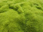 Sclranthe, Scleranthus uniflorus