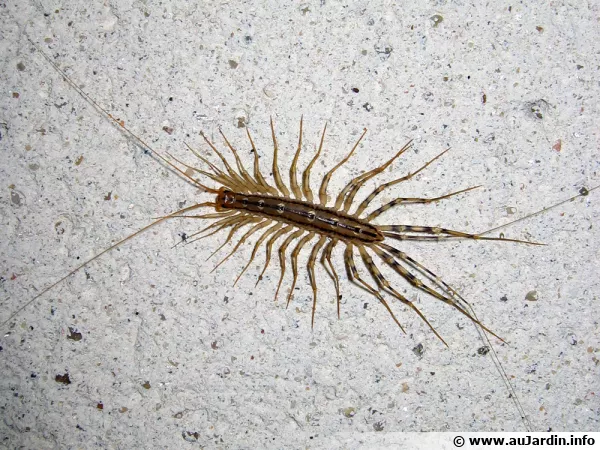 La scutigre vloce sur un mur d'intrieur
