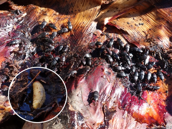Scyphophorus acupunctatus, le charanon de l'agave et sa larve