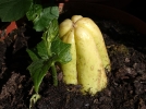 Chayote, Christophine, Sechium edule