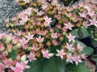 Orpin Matrona, Sedum 'Matrona'