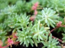 Orpin d'Espagne, Sedum hispanicum