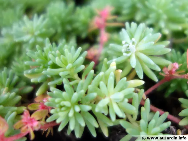Orpin d'Espagne, Sedum hispanicum