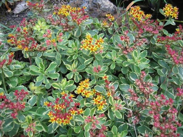 Orpin du Kamtchatka, <i>Sedum kamtschaticum</i>