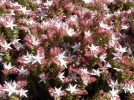 Orpin rouge, Sedum moranense