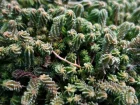 Orpin doux, Orpin de Bologne, Orpin  6 angles, Sedum sexangulare