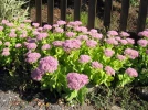 Orpin des jardins, Orpin d'automne, Sedum spectabile