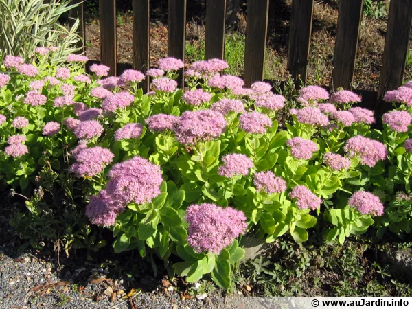 Orpin des jardins, Orpin d'automne, Sedum spectabile