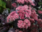 Orpin reprise, Herbe  la coupure, Sedum telephium