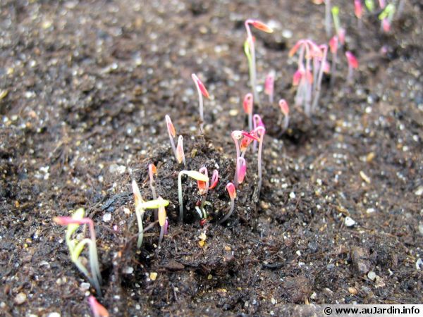 Un semis serré nécessite un éclaircissage pour permettre un bon développement des jeunes plantes