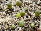 Semer des cactus
