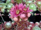 Joubarbe  toile d'araigne, Sempervivum arachnoideum