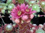 Joubarbe � toile d'araign�e, Sempervivum arachnoideum