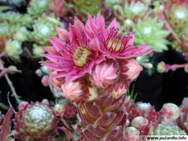 Joubarbe  toile d'araigne, Sempervivum arachnoideum