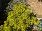 Sneon de Barberton, Senecio 'Himalaya', Senecio barbertonicus