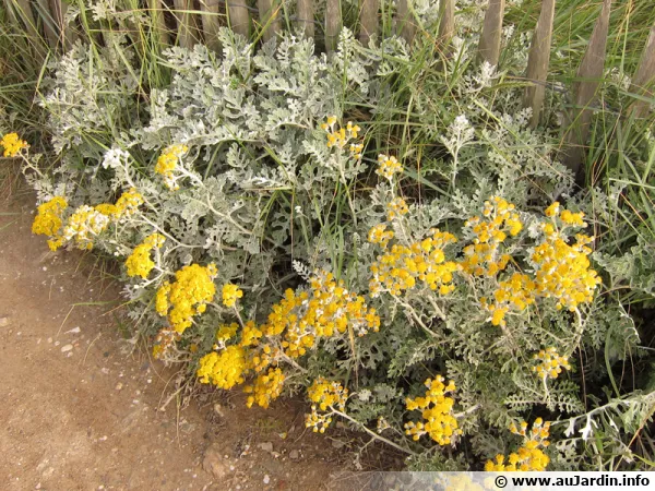 Cinraire, Senecio cineraria
