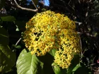 Sneon gant, Senecio grandifolius